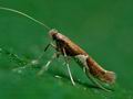 Caloptilia_stigmatella_ci5530s