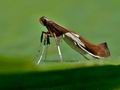 Caloptilia_stigmatella_cx5607s