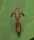 Caloptilia_stigmatella_cx5661s