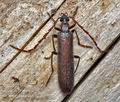 Calopus_serraticornis_cb7083