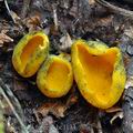 Caloscypha_fulgens_bc1134