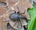 Calosoma_inquisitor_cs5439