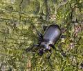 Calosoma_inquisitor_cs5636