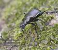 Calosoma_inquisitor_pa4229684