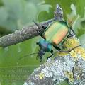 Calosoma_sycophanta_ae6197