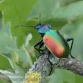 Calosoma_sycophanta_ae6204