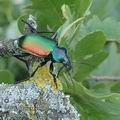 Calosoma_sycophanta_ae6223