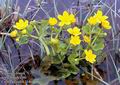 Caltha_palustris_11468