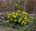 Caltha_palustris_bj2381