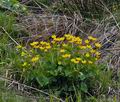 Caltha_palustris_bj2392