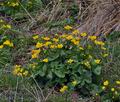 Caltha_palustris_bj2393