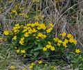 Caltha_palustris_bj2406