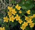 Caltha_palustris_bj2407