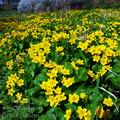 Caltha_palustris_ec7061