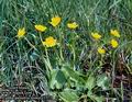 Caltha_palustris_minor_11573