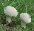 Calvatia_excipuliformis_ac8458