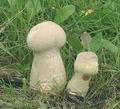 Calvatia_excipuliformis_af9242