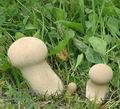 Calvatia_excipuliformis_af9247