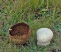 Calvatia_utriformis_al5655