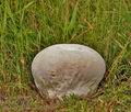 Calvatia_utriformis_bc7230