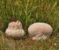 Calvatia_utriformis_bc7231