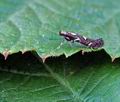 Calybites_phasianipennella_hy4350