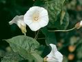 Calystegia_sepium_4679