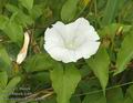 Calystegia_sepium_a3690