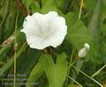 Calystegia_sepium_a3692