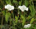 Calystegia_sepium_a3694