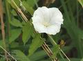 Calystegia_sepium_a3695