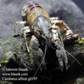 Cambarus_affinis_g0197