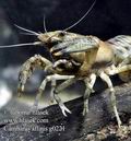 Cambarus_affinis_g0212