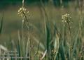 Camelina_microcarpa_11605