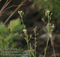 Camelina_microcarpa_ab6096