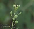 Camelina_microcarpa_ab6197