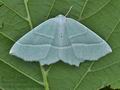 Campaea_margaritaria_br8853