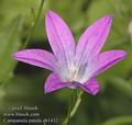 Campanula_patula_ab1432