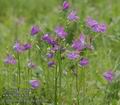 Campanula_patula_ab1706