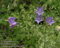 Campanula_persicifolia_a493