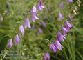 Campanula_rapunculoides_a790