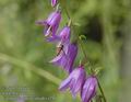 Campanula_rapunculoides_a791