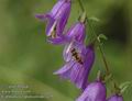 Campanula_rapunculoides_a792