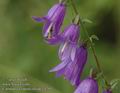 Campanula_rapunculoides_a793