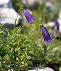 Campanula_scheuchzeri_4683