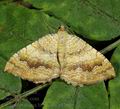 Camptogramma_bilineata_a4260