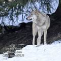 Canis_lupus_fd7157