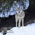 Canis_lupus_fd7160