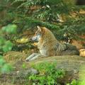 Canis_lupus_ha6449