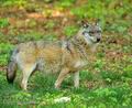 Canis_lupus_ha6464